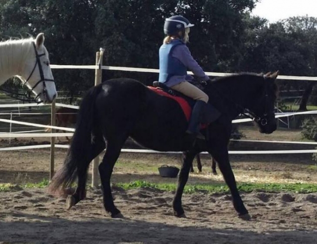  Student on black horse 